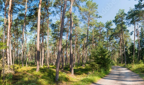 Obraz path through green pine forest with undergrowth blueberry bushes