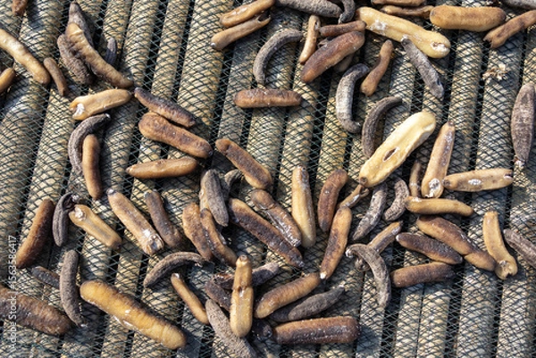 Obraz Drying sea cucumbers under the hot sun
