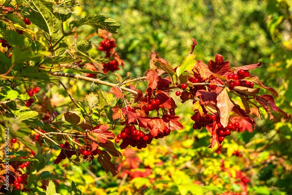 Obraz Red viburnum berries in the autumn garden	