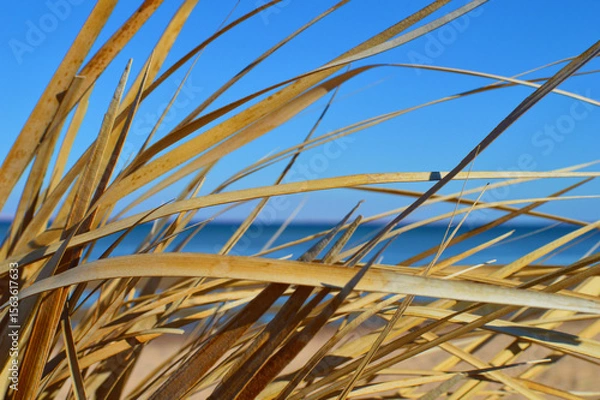 Obraz Brightly colored reed stalks against clear blue sky and sea, close up view.