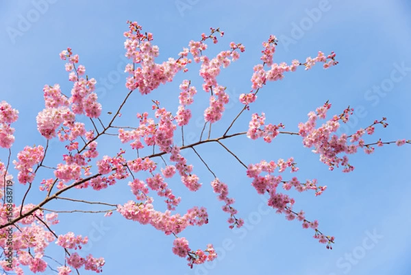 Obraz wonderful branch with pink cherry blossoms at springtime, blue sky