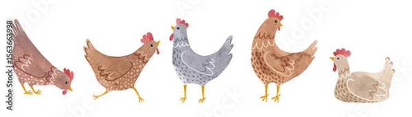 Fototapeta A set of cute cartoon hens. Watercolor illustration of five colorful chickens in different poses. Hand-drawn domestic birds. 