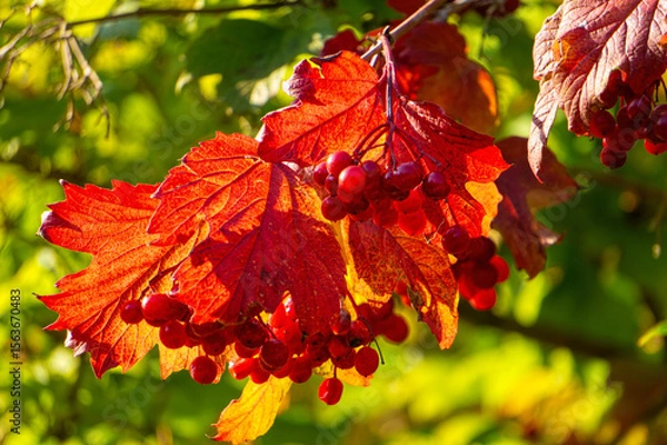 Obraz Red viburnum berries in the autumn garden