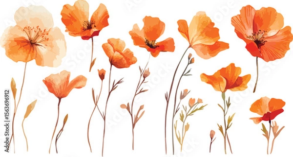 Obraz Watercolor Orange Poppy Flower Collection with Stems and Buds on a White Background
