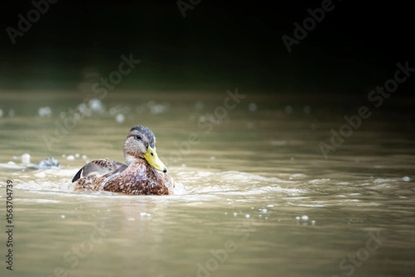 Fototapeta Female mallard duck in a park pond. A wild duck with brown speckled plumage, Anas platyrhynchos. Common in wetlands, lakes, rivers, and urban parks, this dabbling duck is part of the Anatidae family.