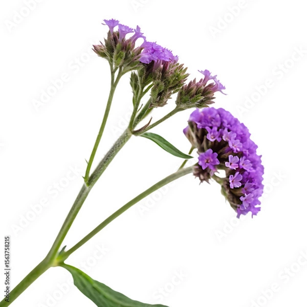 Obraz A cluster of small purple heliotrope flowers known as cherry pie isolated on a transparent background png