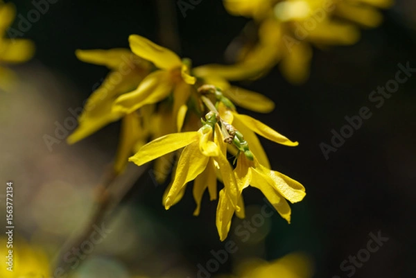 Fototapeta Bright yellow forsythia flowers in full bloom, their vibrant petals standing out against dark, blurred background, signaling arrival of spring