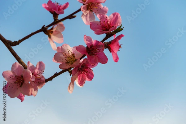 Fototapeta Branch adorned with delicate pink peach blossoms set against clear blue sky, capturing essence of spring with soft petals and gentle colors. Close-up, spring theme of nature