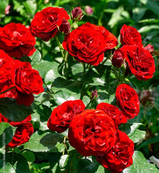 Fototapeta Lush cluster of deep red roses  'Tamango' in full bloom, surrounded by vibrant green leaves and few unopened buds, creating vivid and lively garden scene