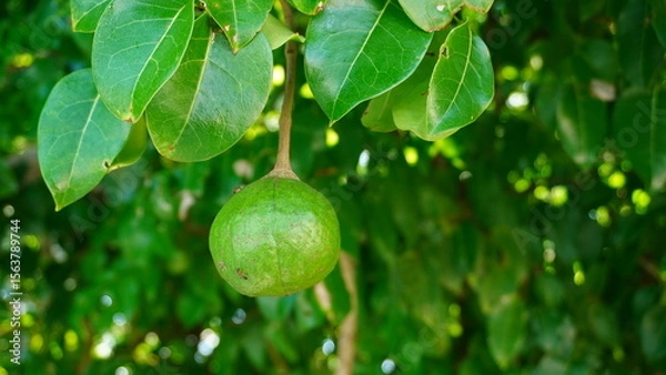 Fototapeta Mangrove Cannonball fruit on a tree (Xylocarpus granatum), hanging from glossy green leaves in the coastal forest of Malang, East Java, Indonesia.