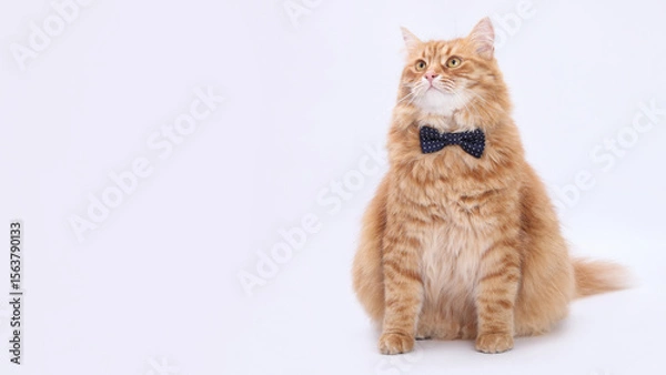 Fototapeta Fluffy ginger cat wearing dark blue bow tie, sitting on white background. Elegant tabby looking aside and slightly upward. Stylish pet portrait with copy space, isolated for design use.