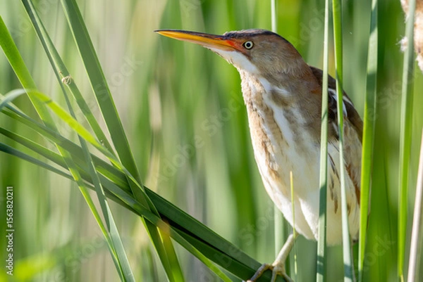 Obraz Least Bittern