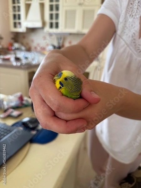 Obraz Green and yellow budgerigar held gently in a person’s hand in a home kitchen. Friendly pet bird in domestic setting.