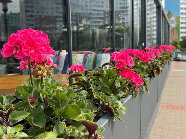 Obraz Pink geranium flowers in pots lined up on a modern balcony railing. Urban gardening in full summer bloom