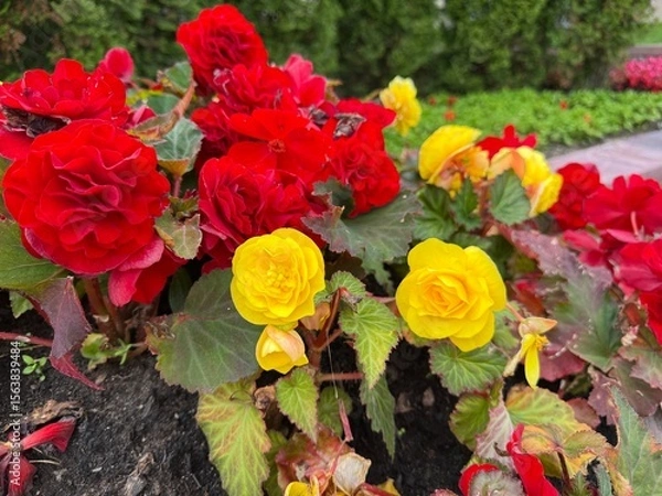 Obraz Bright red and yellow begonia flowers blooming in garden soil. Vibrant mix of colors with rich green foliage in summer light.