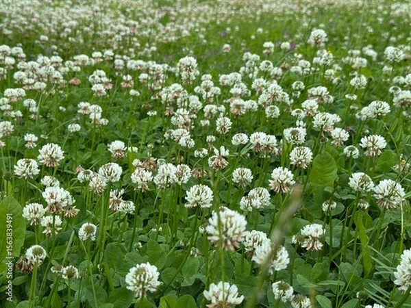 Obraz Wide field filled with white clover flowers in full bloom. Captured from a low angle in soft natural daylight