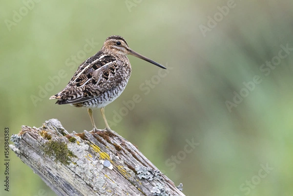 Obraz Wilson's Snipe