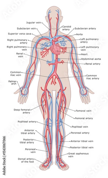 Fototapeta Human`s circulatory system medical diagram vector illustration.