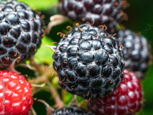 Fototapeta Close-up of ripe Black raspberries (Rubus occidentalis L.) showing seeds. Detailed surface macro shot of texture of fresh fruit. Organic farming, healthy food, BIO viands, back to nature concept.