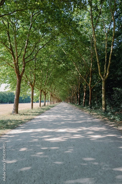 Obraz allée d'arbres rafraîchissante au bois de Vincennes