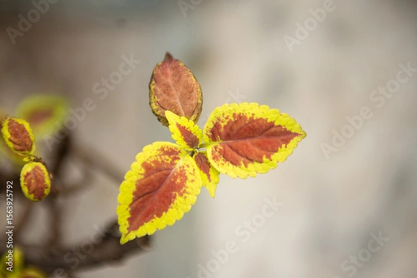 Obraz Close-up of croton leaves isolated