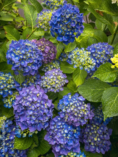 Obraz Blue hydrangea flowers