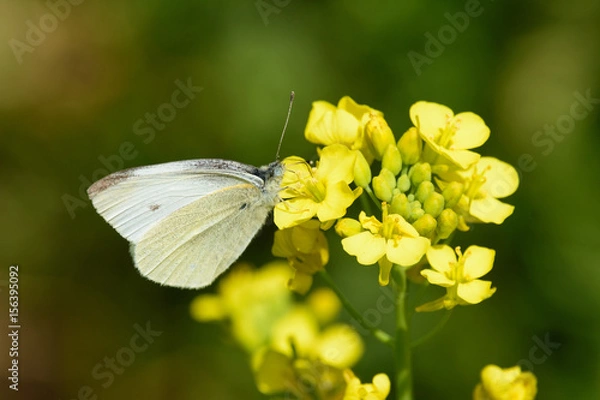 Obraz モンシロチョウ