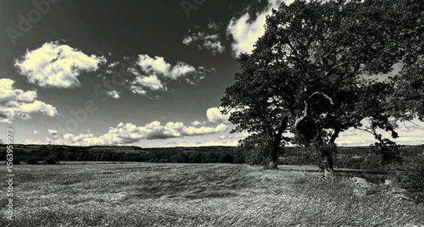 Fototapeta “Beneath a sky of slow-moving cloud, a solitary tree keeps watch over quiet fields,  hush held in monochrome light in, Wilsden, Yorkshire. UK.”