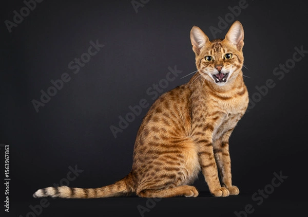 Obraz Handsome Savannah cat, sitting up side ways. Mouth open, meowing showing teeth and tongue. Looking straight to camera. Isolated on a black background.