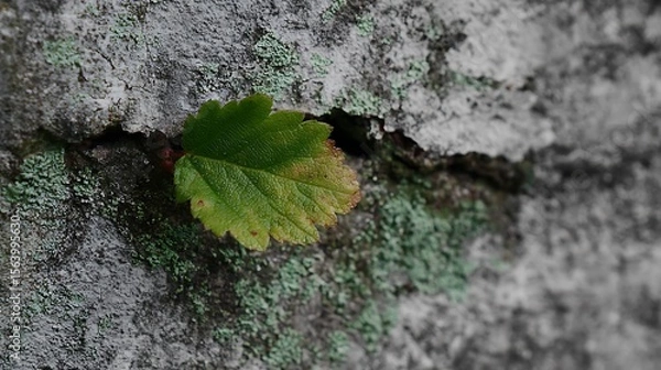 Fototapeta A close up view of a green leaf growing out of a rock face covered with lichen and mosses