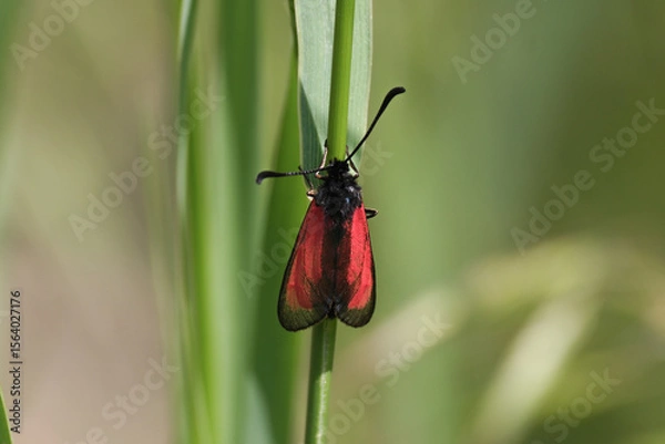 Fototapeta Zygaena erythrus, also called sluggish burnet, is a species of moth in the family Zygaenidae.