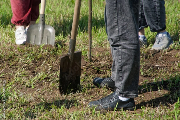 Obraz Three people stand on grass-covered soil in a park, pressing metal shovels into dark earth to dig planting holes and prepare beds for young plants and seedlings. Photo