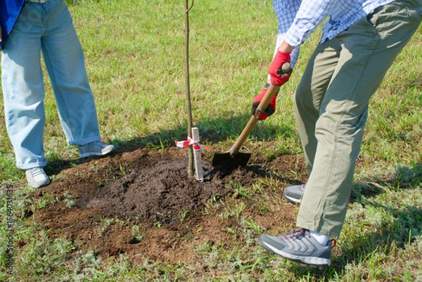 Obraz A gardener uses a shovel to dig a hole around a young tree sapling on a grassy lawn, preparing the soil for planting in a sunny park setting. Photo