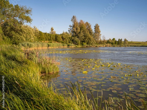 Obraz View of a pond with a bank covered with reeds and water lily leaves floating on the surface of the lake water. Cloudless sky.