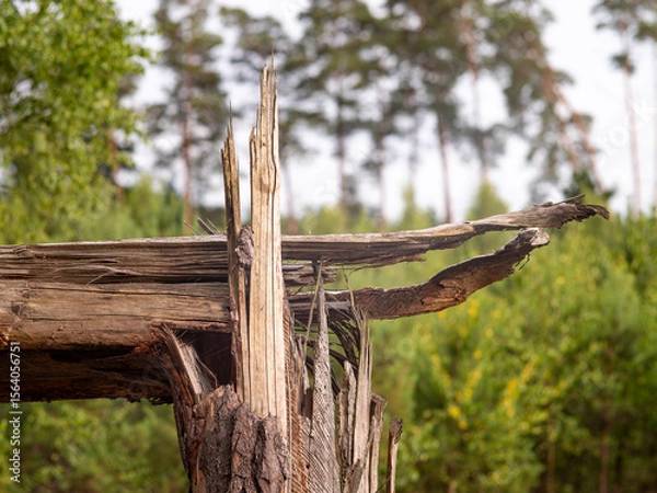Obraz Broken trunk of a coniferous tree against the background of the forest.