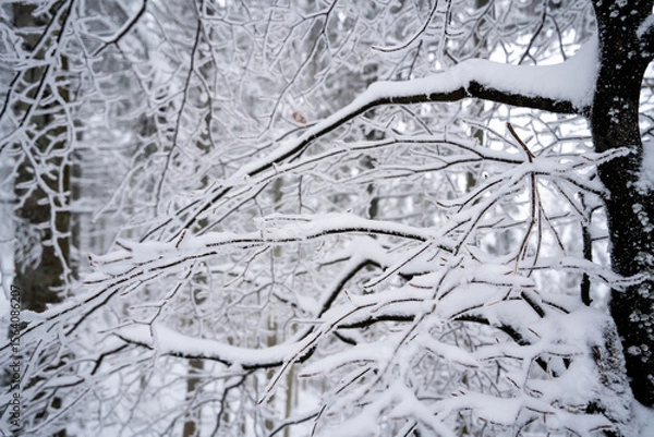 Obraz Snowy tree branches 