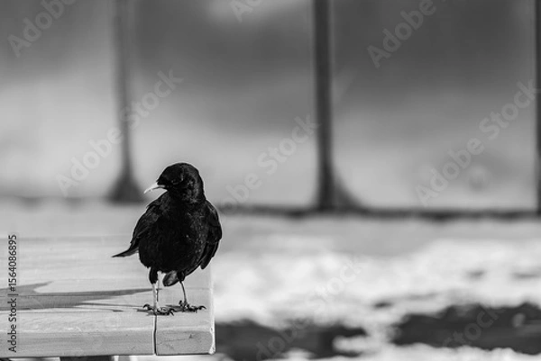 Obraz Black bird on a table 