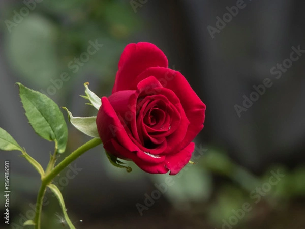 Obraz Elegant Deep Red Rose Bud with Green Stem