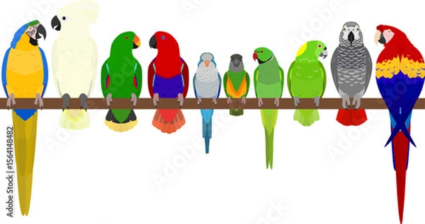 Fototapeta popular parrots in a row