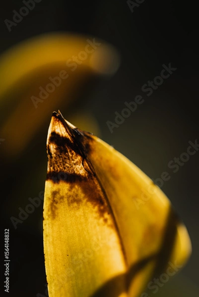 Obraz Macro close-up on a withered, yellow-brown leaf, with visible details of texture and damage, blurred shadows in the background