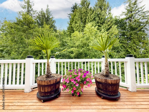 Fototapeta Close up view of palm windmill trees in pots on home cedar wood deck during summer with blooming plants and flowers