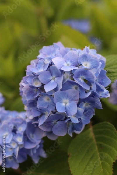 Fototapeta Blue hydrangea bloom, Rhode Island