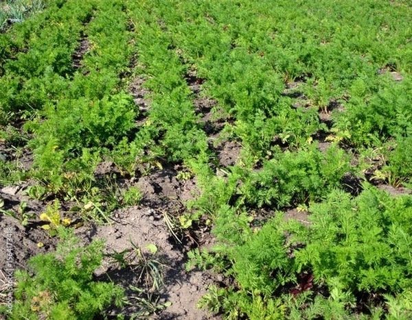 Fototapeta vegetable field 野菜畑 9