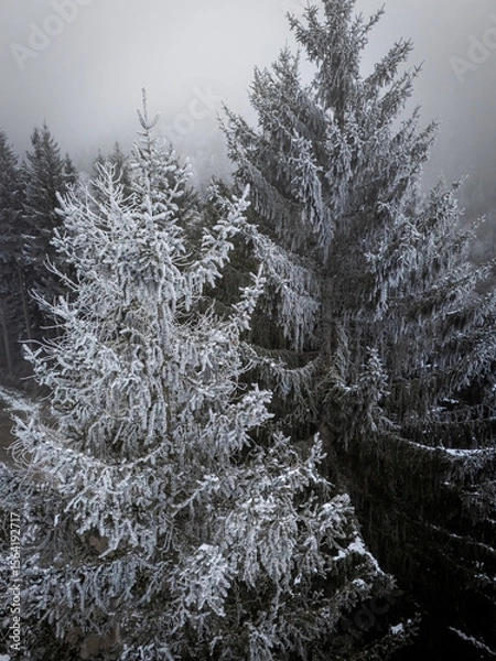Obraz misty morning in the forest over snow covered trees drone photography winter mood