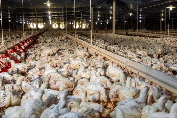 Obraz General view of a chicken hatchery