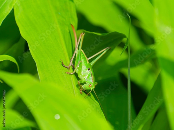 Obraz 雌のキリギリスの終齢幼虫
