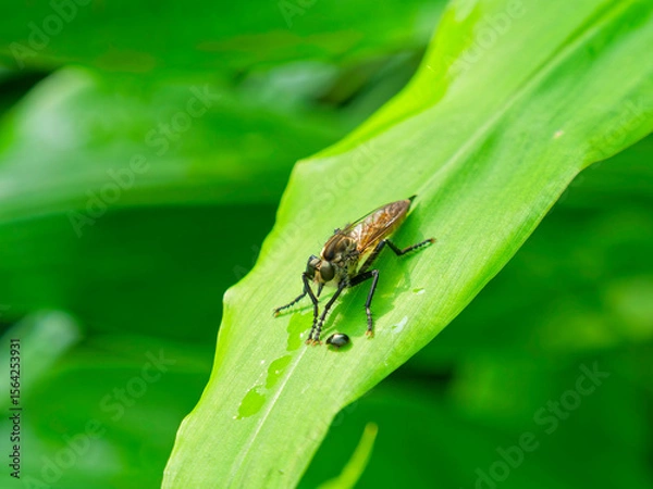 Fototapeta 獲物を待つシオヤアブ