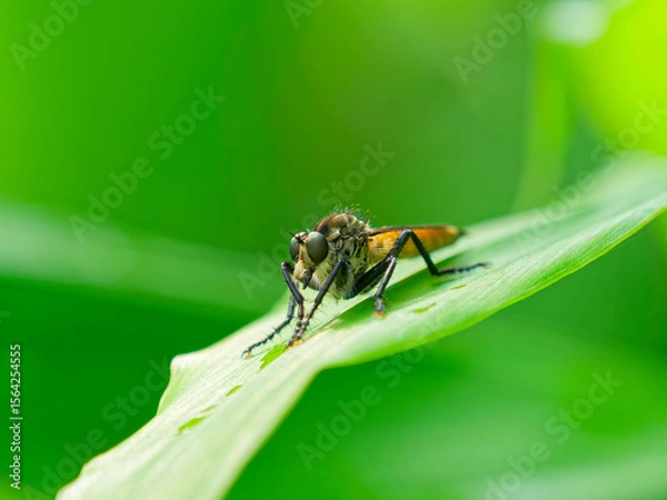 Obraz 獲物を待つシオヤアブ