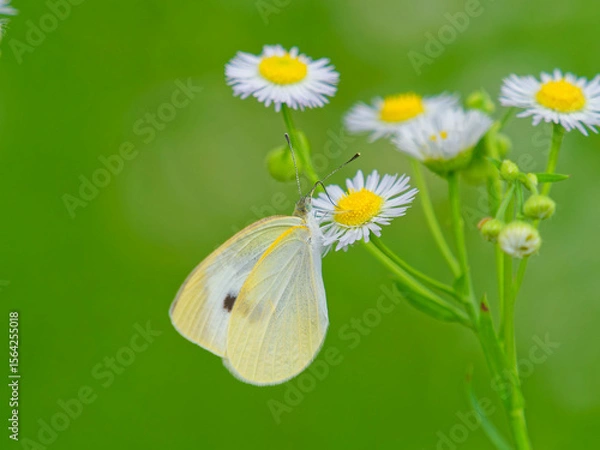 Obraz ヒメジョオンの花蜜を吸うモンシロチョウ