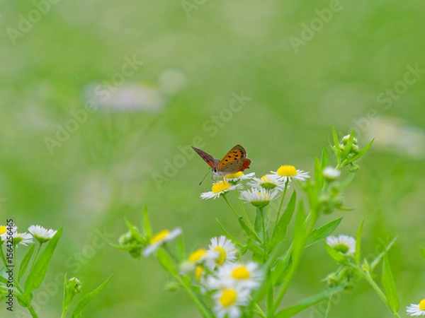 Obraz ヒメジョオンの花蜜を吸うベニシジミ